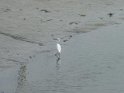 2011-09-27 11-34-19 Aigrette dans la Riviere de Pont L'Abbe YLe